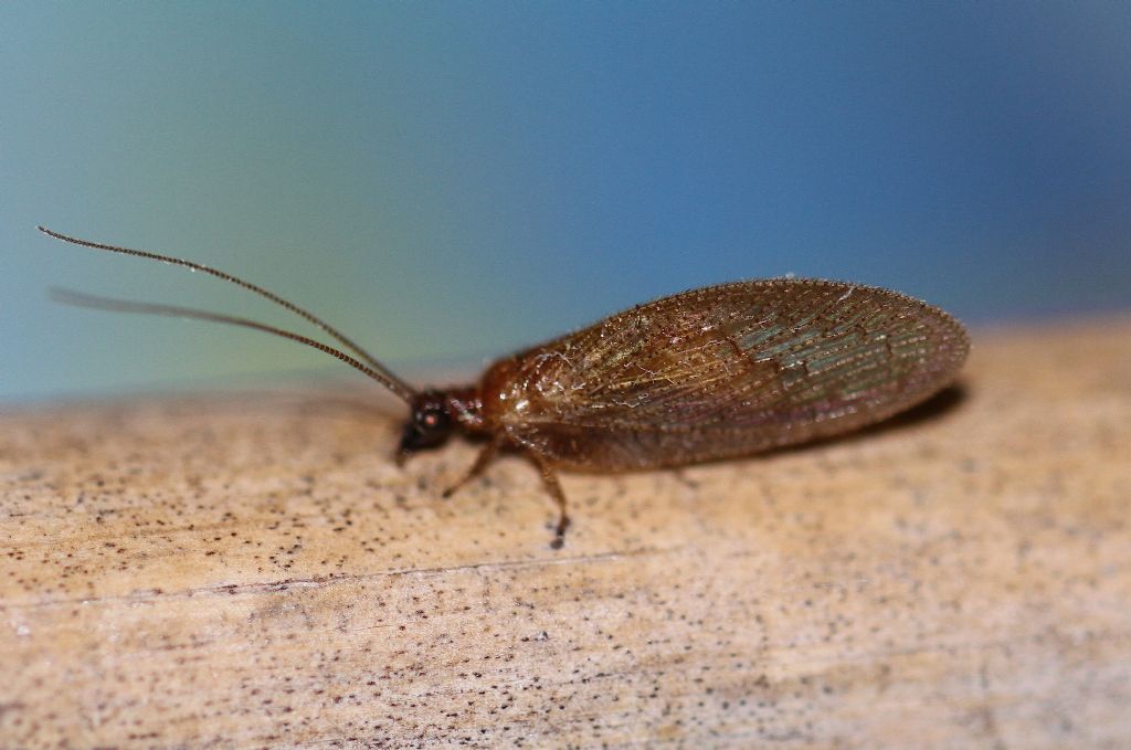 Hemerobius stigma (Hemerobiidae)